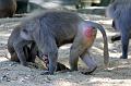 2010-08-24 (607) Aanranding en mishandeling gebeurd ook in de apenwereld